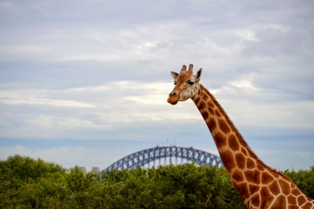 toronga zoo