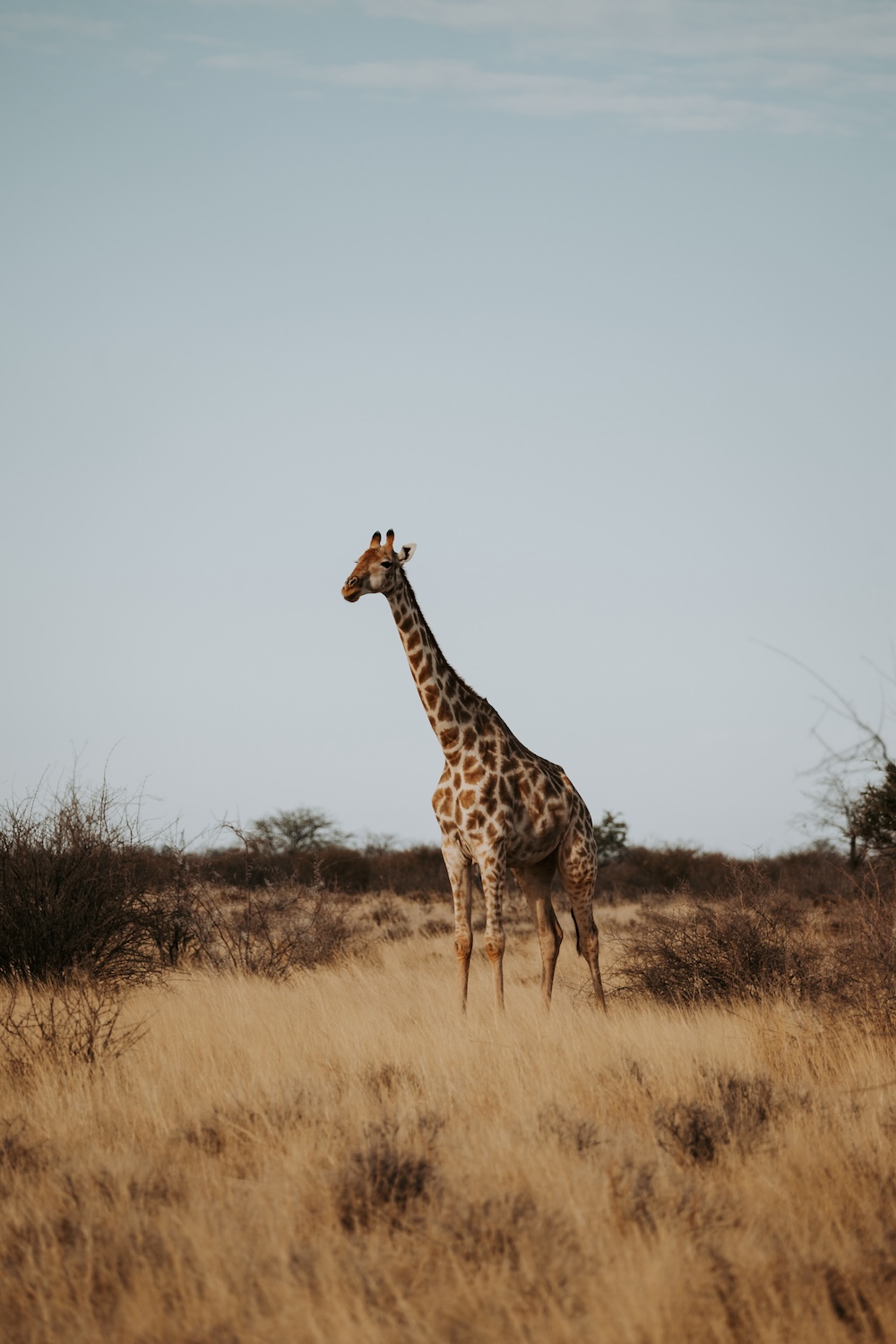 giraffe in Namibië