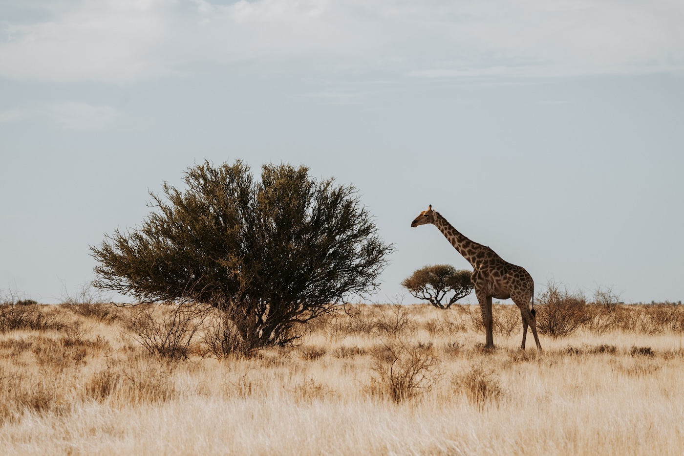 giraffe, kalahari woestijn namibië