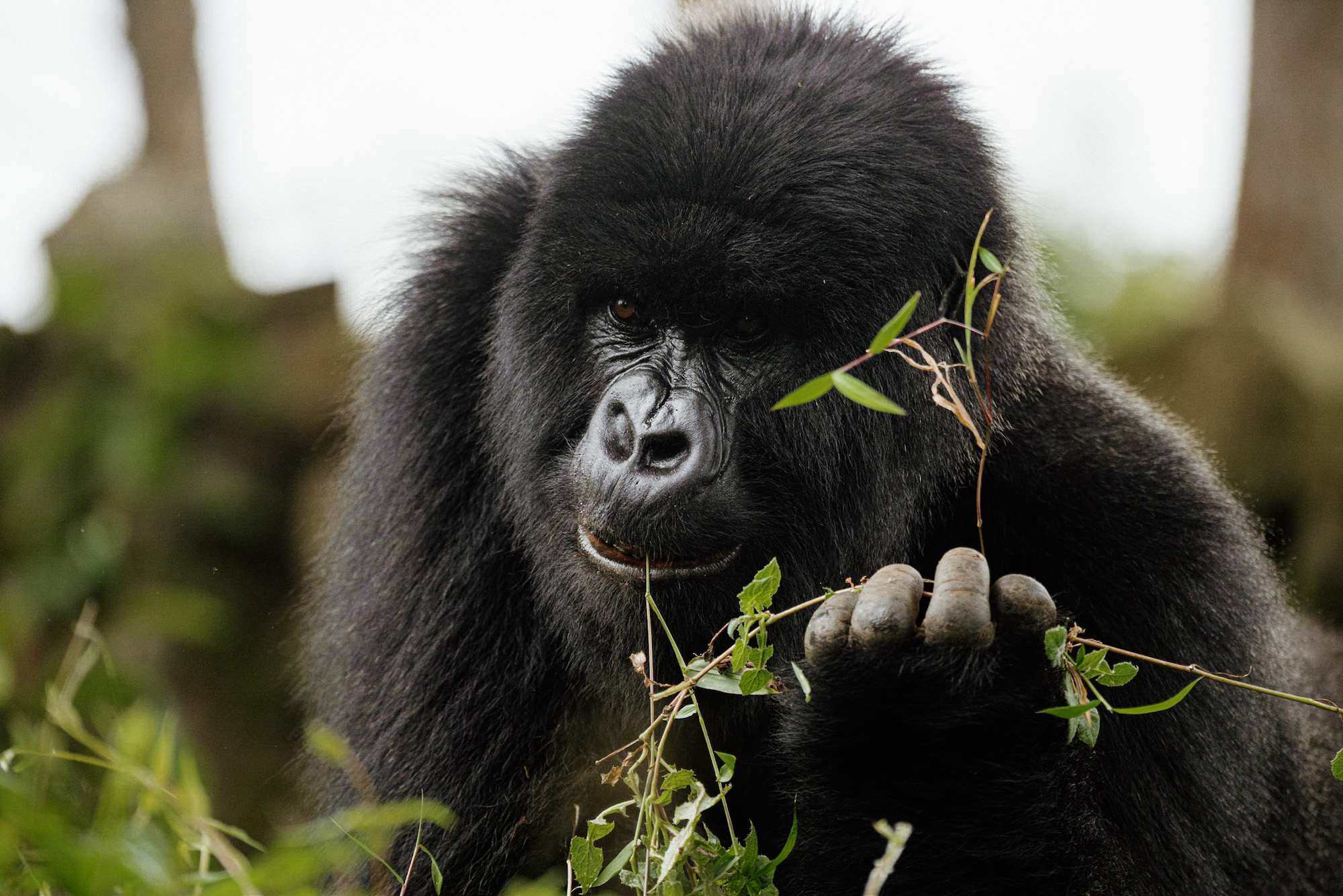 gorilla in rwanda