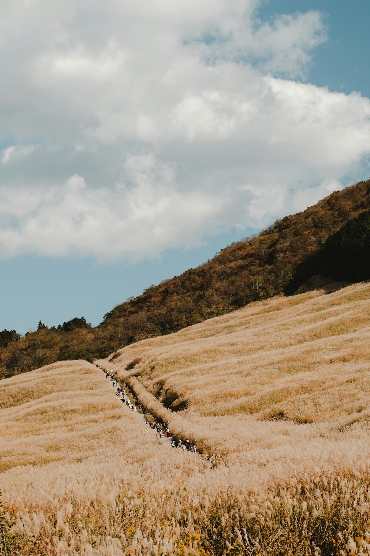 hakone Sengokuhara Susuki