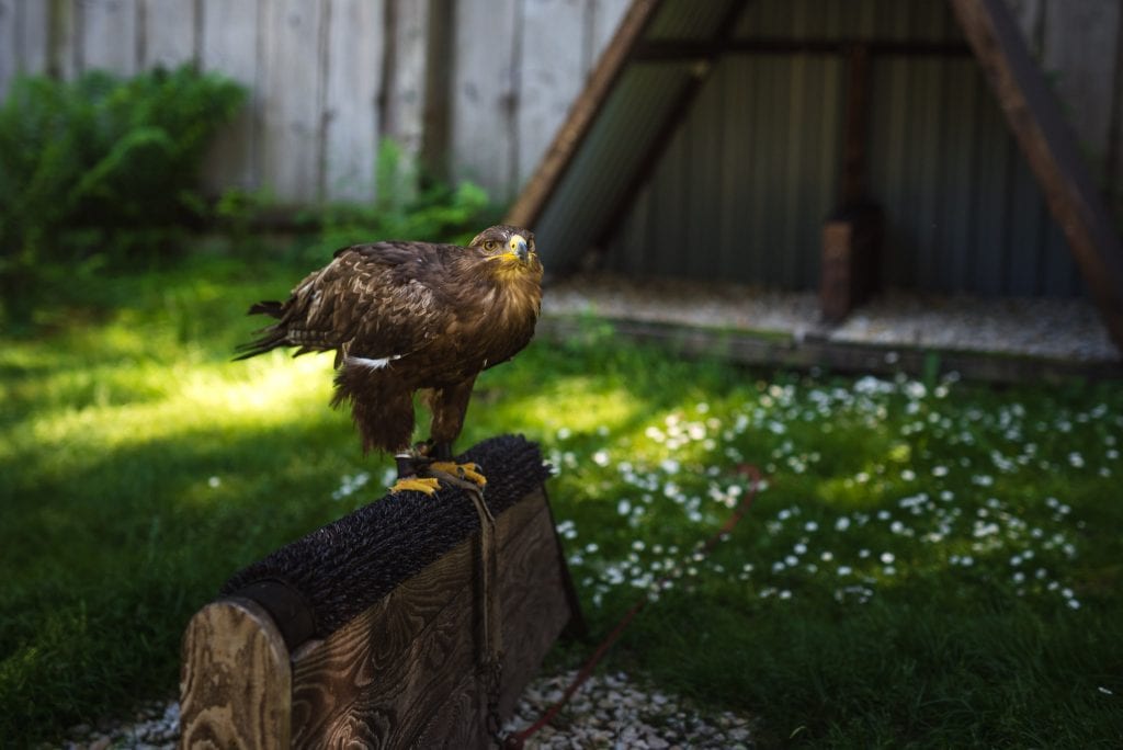 harz gebergte vogels duitsland-15