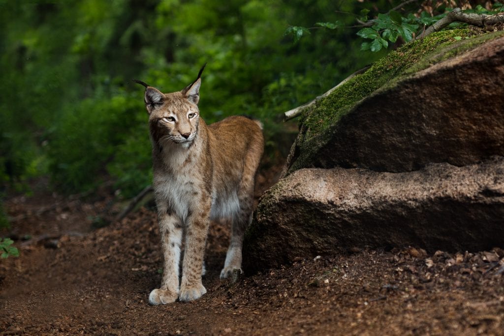 harz lynx dieren 37