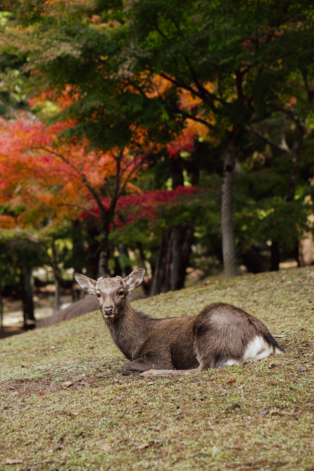 hertje in Nara