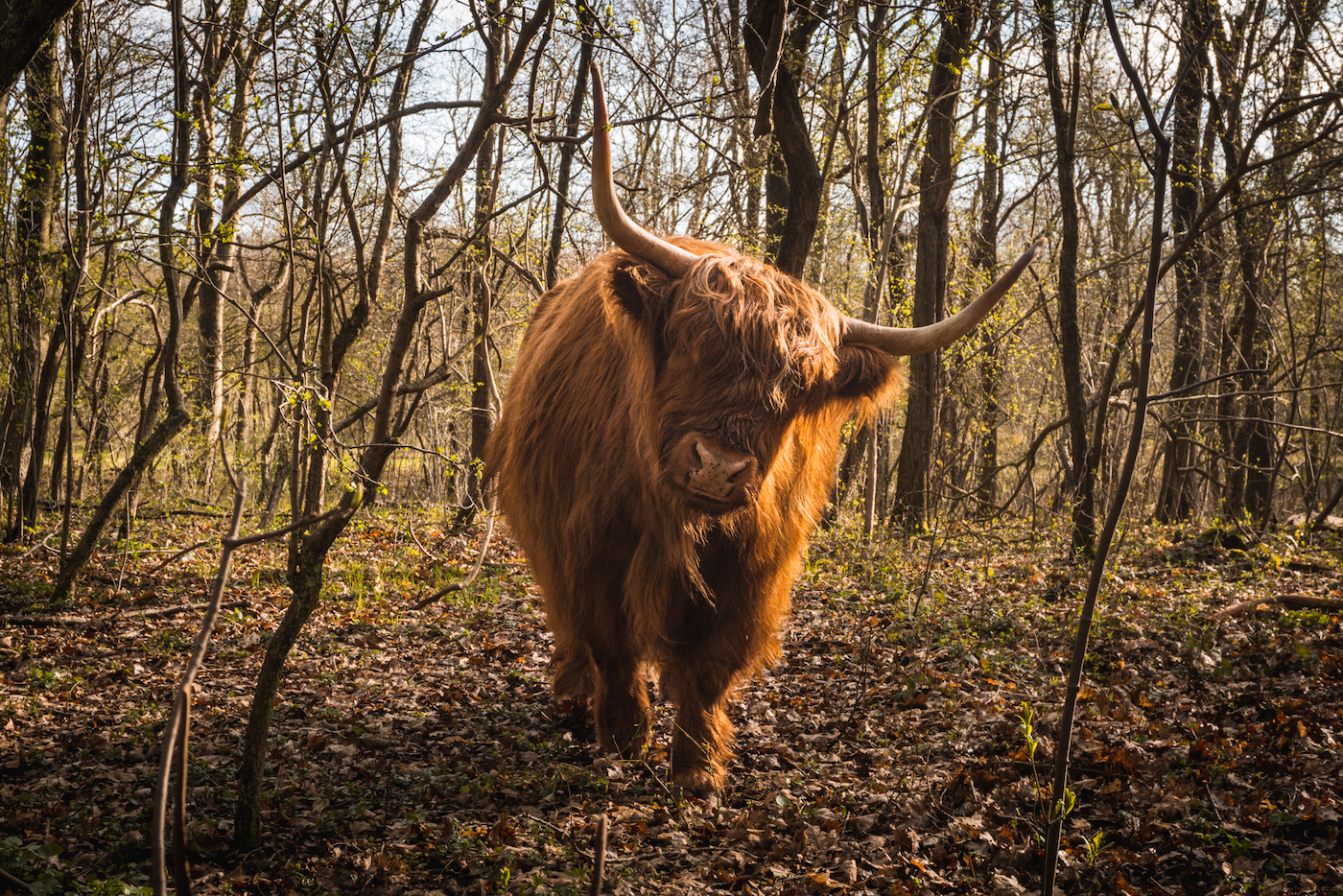 Het Noordhollands Duinreservaat