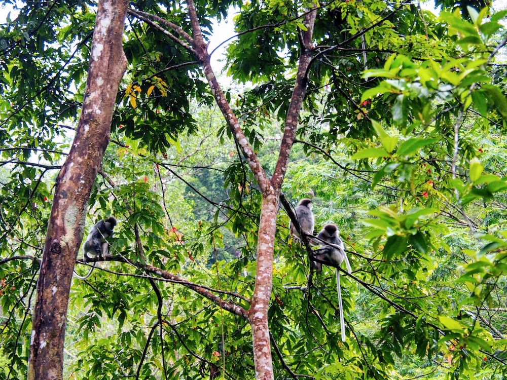 hidden places sri lanka Sinhraja aapjes