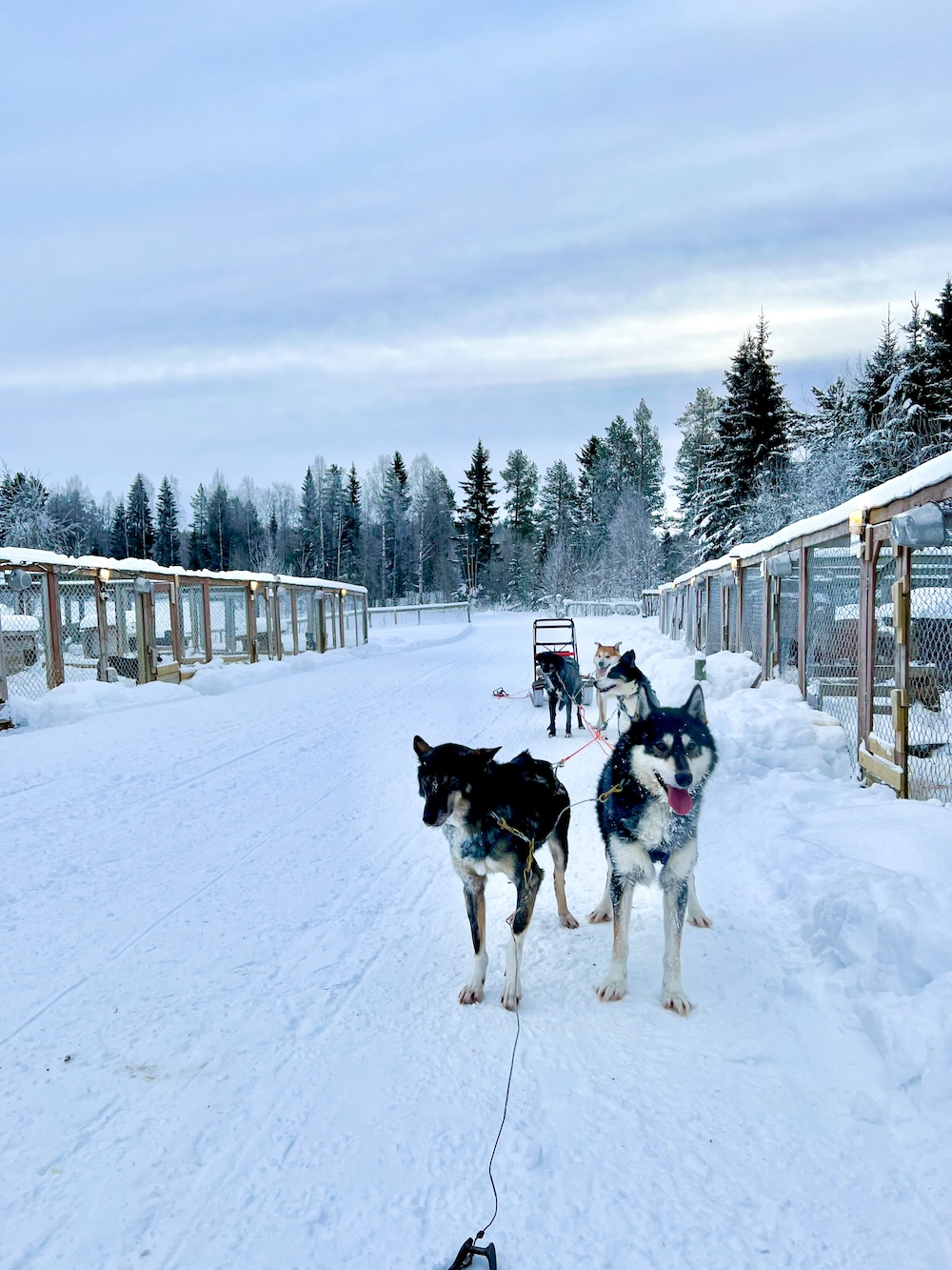 huskies in lulea