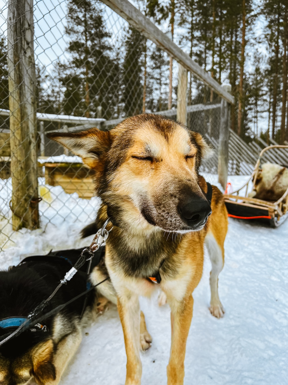 husky Äkäslompolo