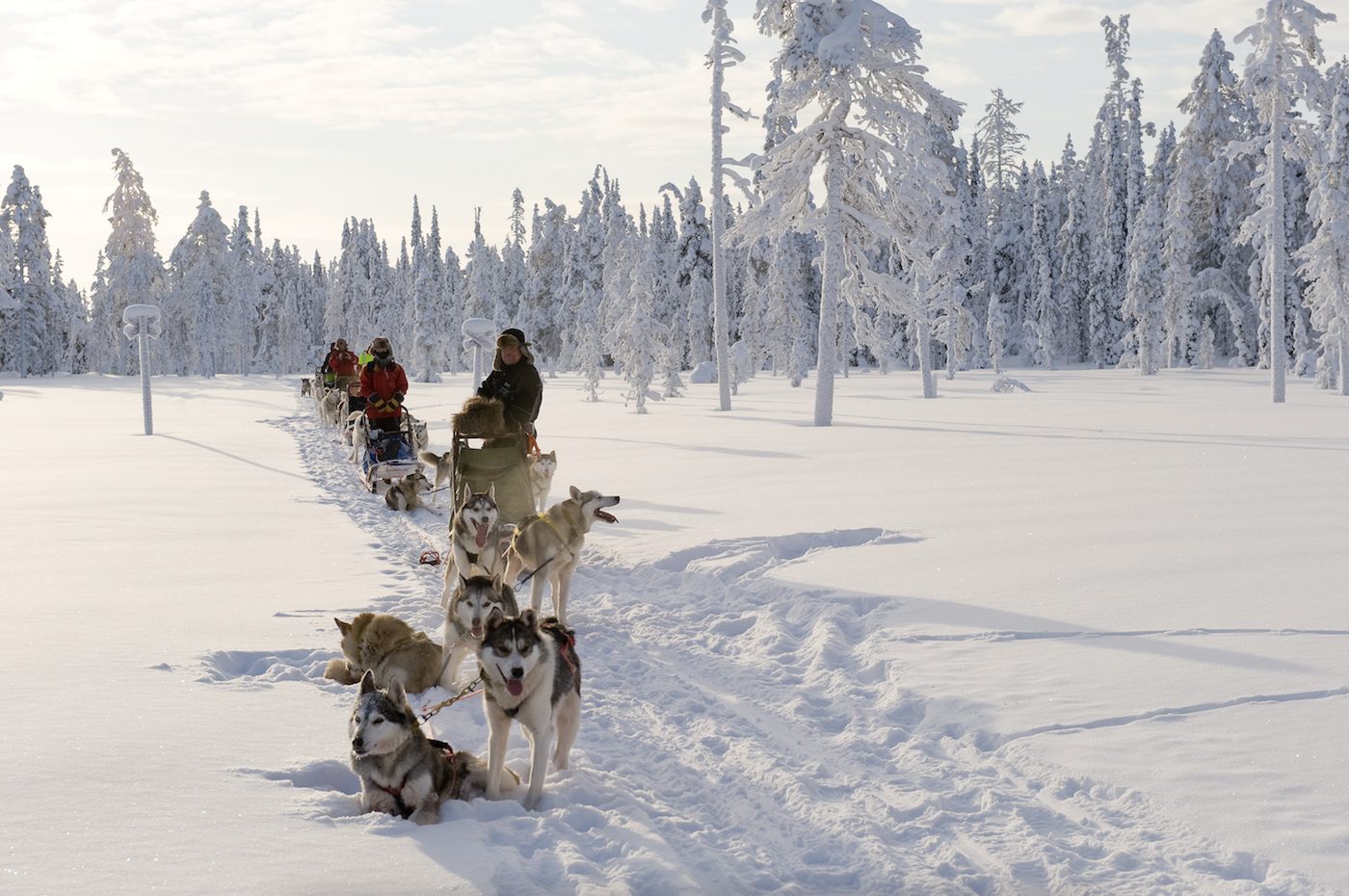 husky lapland 5 dagen