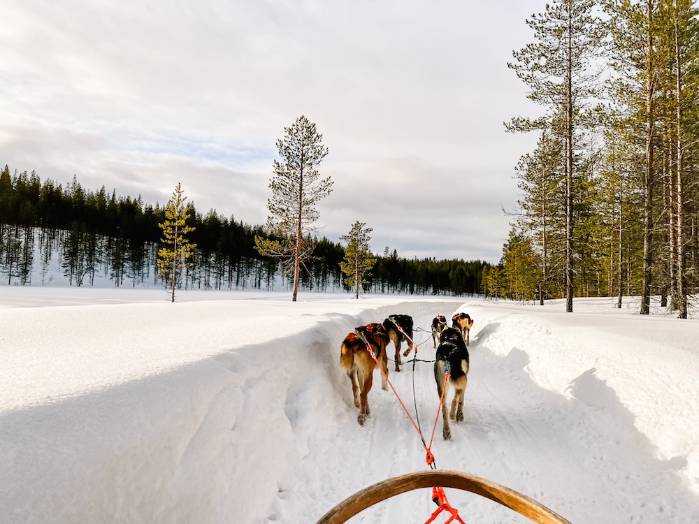 huskysledetocht Finland