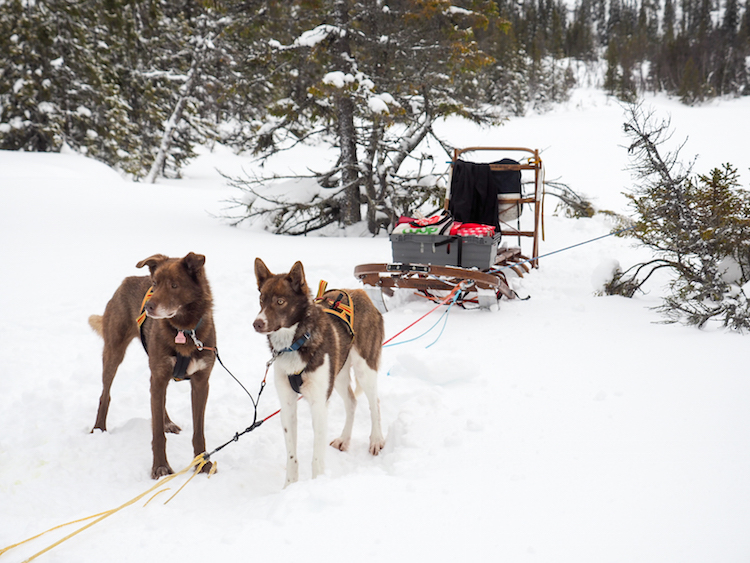 huskytocht in lapland slee