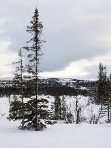 huskytocht-lapland-1