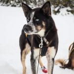 Hyskytocht lapland huskys