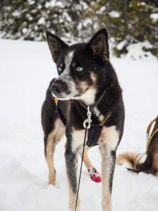 Hyskytocht lapland huskys