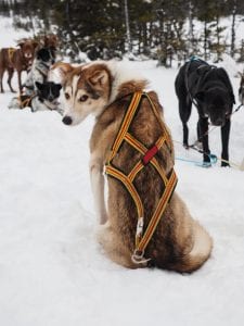 Hyskytocht lapland huskys