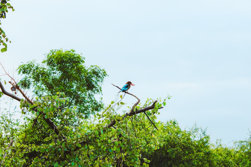 ijsvogel in Udawalawe national park