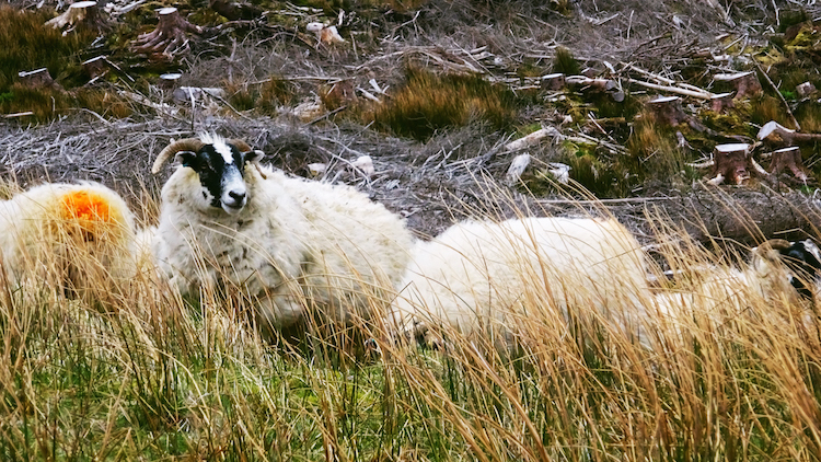 isle of skye schapen schotland