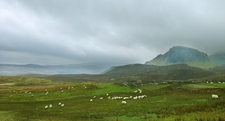 isle of skye schapen