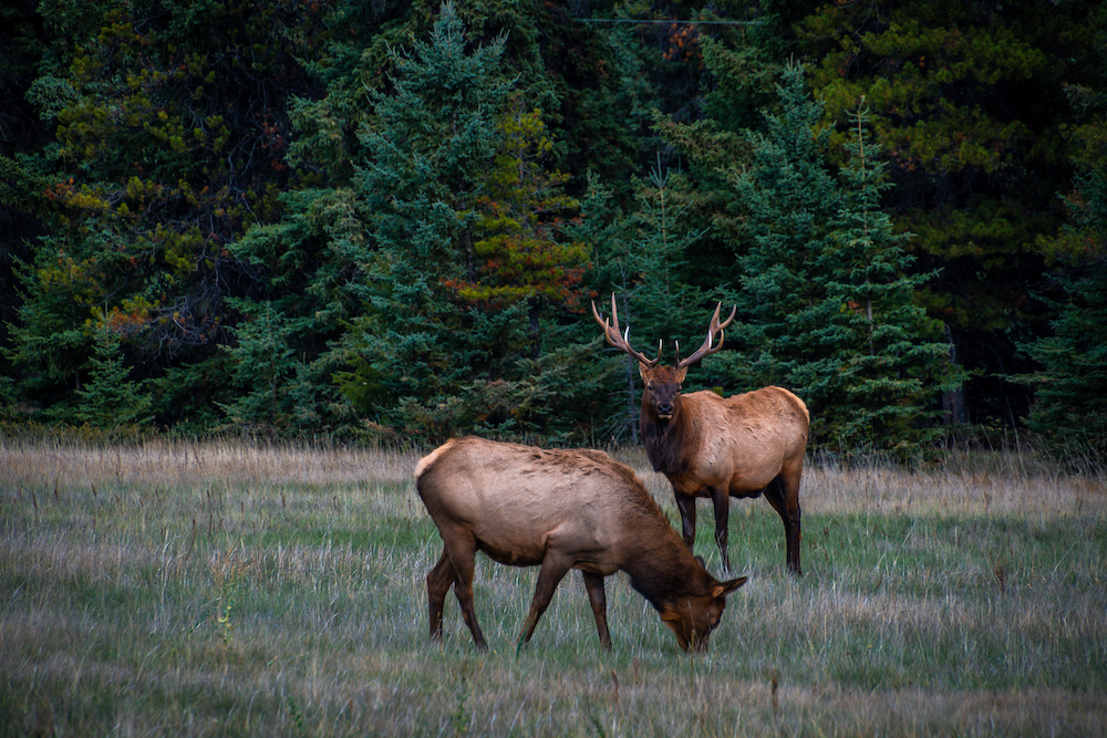 jasper national park CR Robin Laurenson