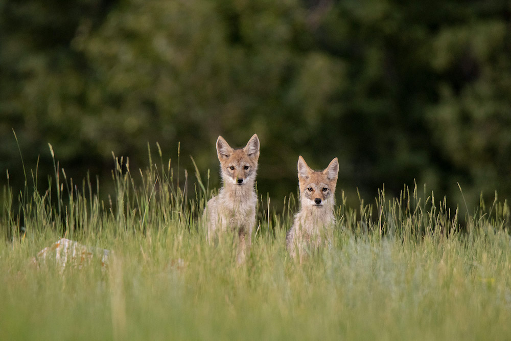 jasper roadtrip wildFoxes_CRSimoneHeinrich