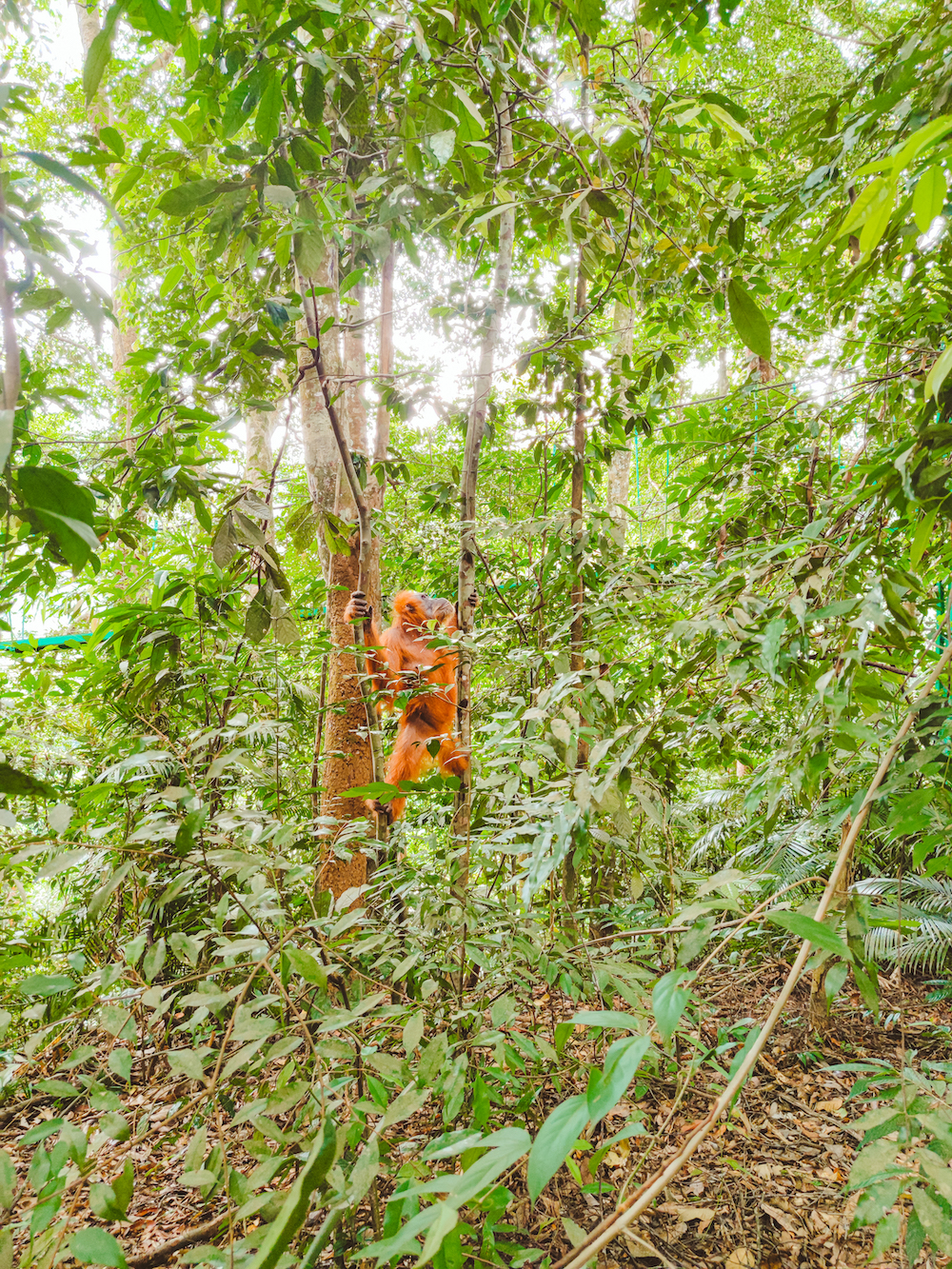 jungle trekking Sumatra Indonesië