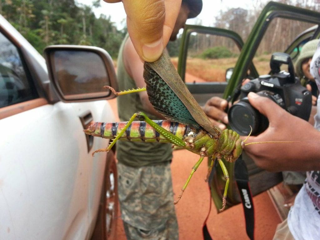 jungletocht suriname steve o Sprinkhaan