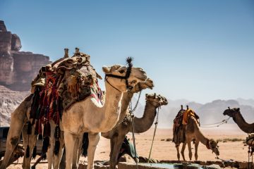 kamelen in Wadi Rum