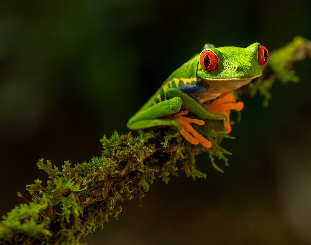 kikker in Monteverde