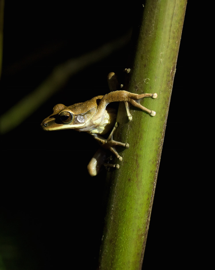 kikker manu jungle peru