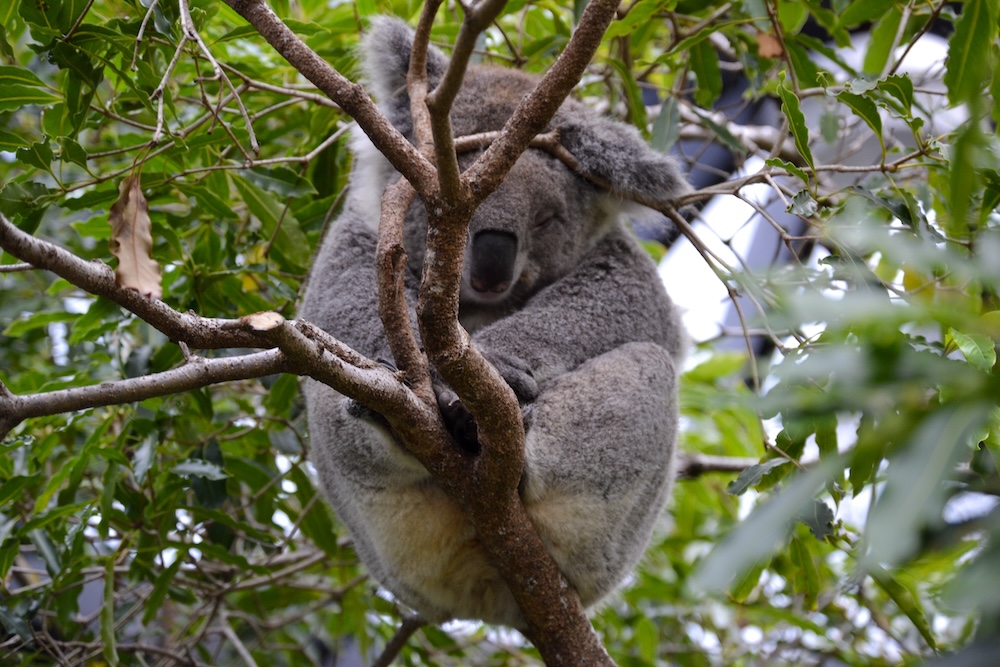 koala, toronga zoo