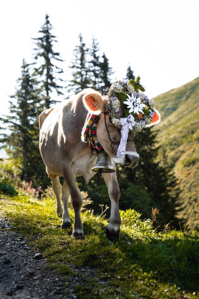 koe montafon oostenrijk