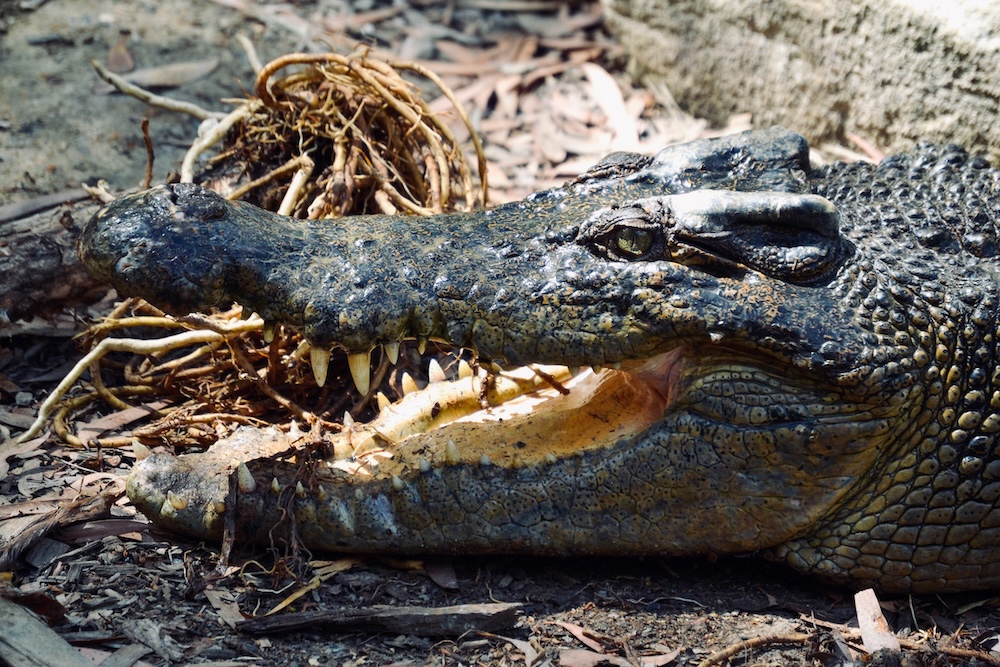 krokodil, australie oostkust