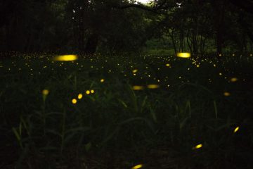 kuala lumpur vuurvliegjes kuala selangor natuurverschijnselen