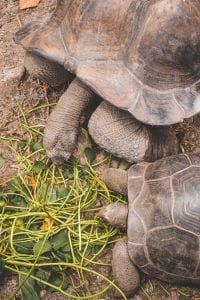 la digue turtles