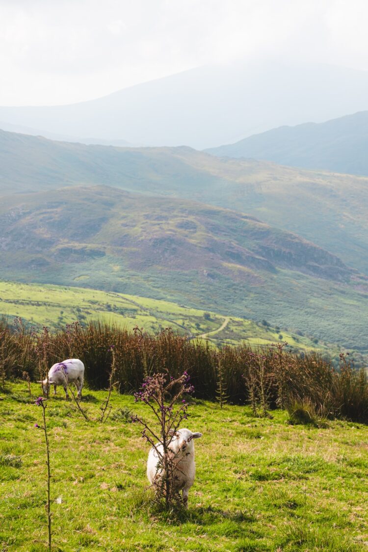 lammetje Cadair Idris, snowdonia