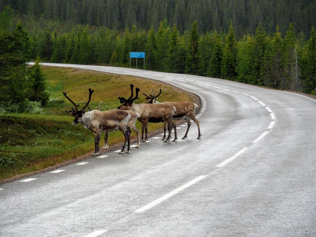 lapland autovakantie rendieren op de weg