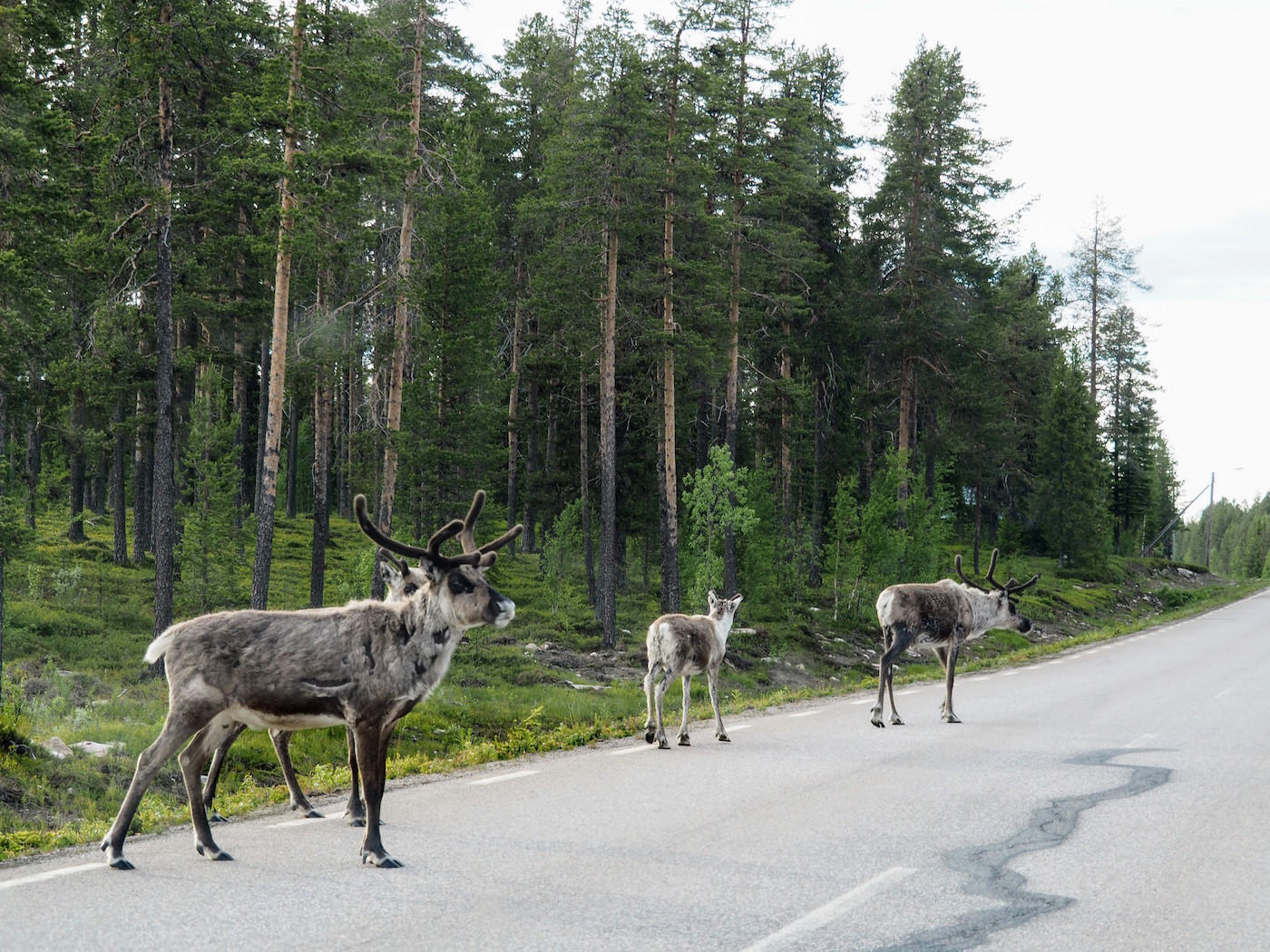 lapland autovakantie rendieren tegenligger