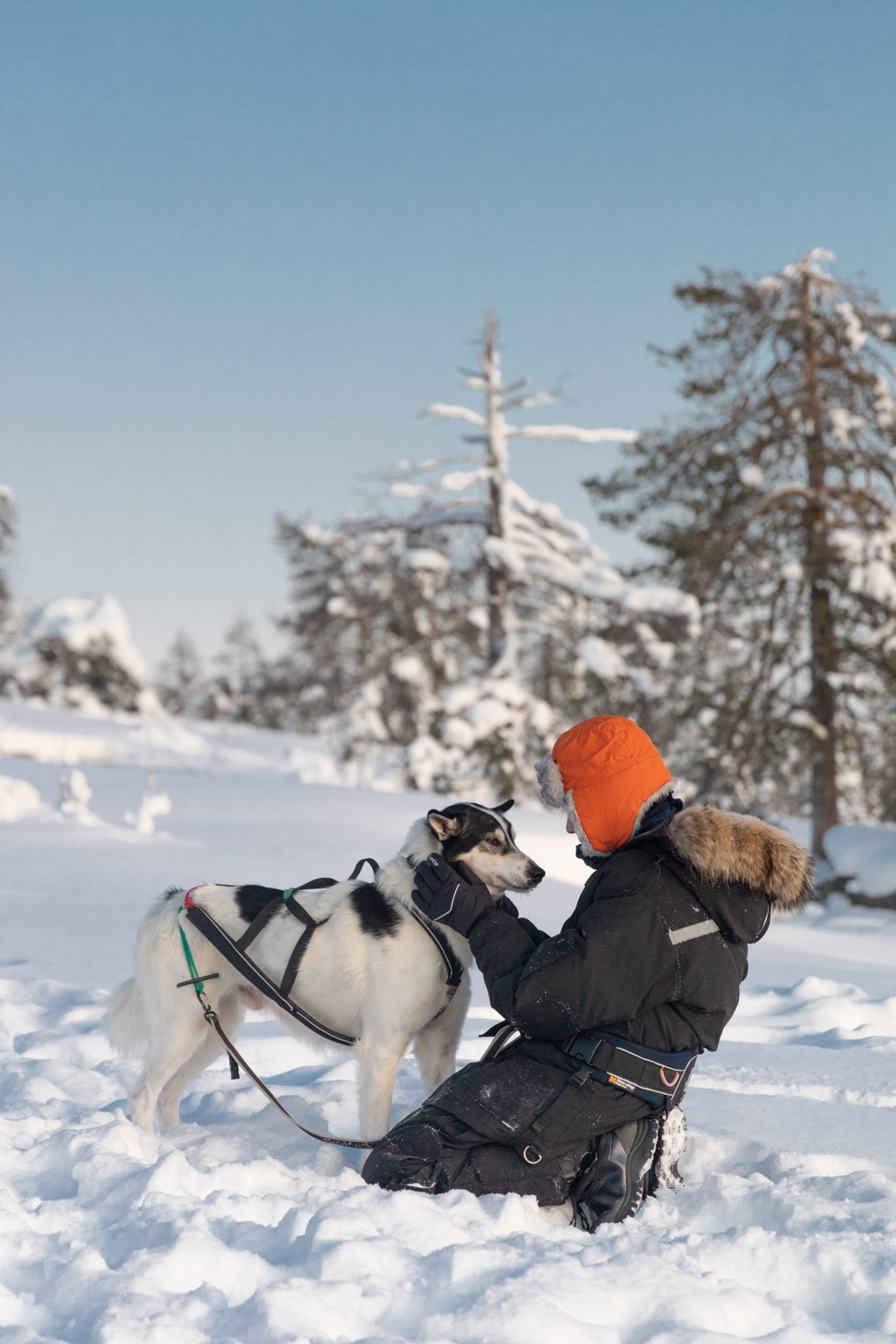 lapland husky wandelen