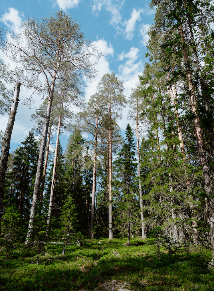 lapland in de zomer bossen