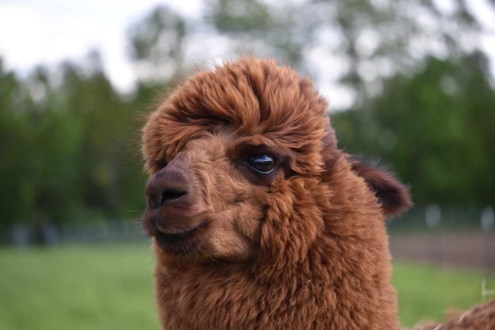 leuke dingen doen Nederland, Alpaca's