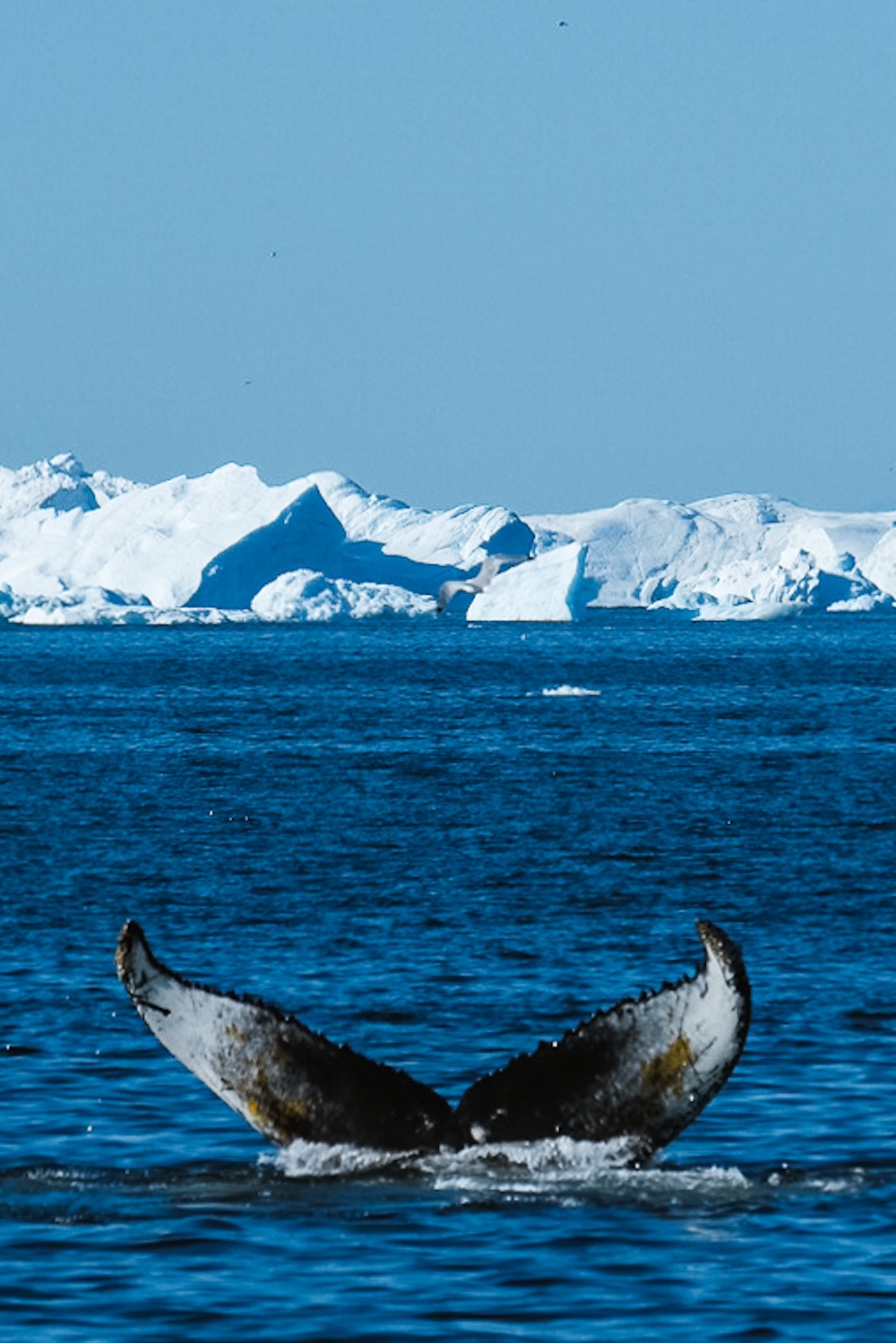 llulissat Walvissafari