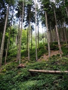 mooie bossen in luxemburg