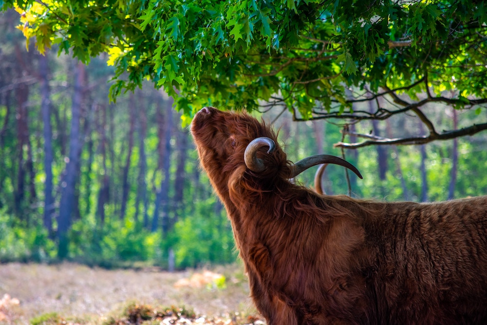 mooiste NS-wandeling op de Wezepsche Heide