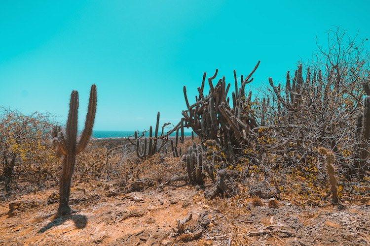 mooiste pekken curacao somsookheimwee cactus