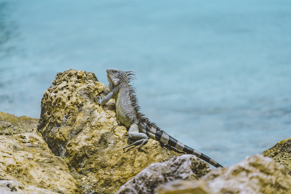 mooiste pekken curacao somsookheimwee leguaan