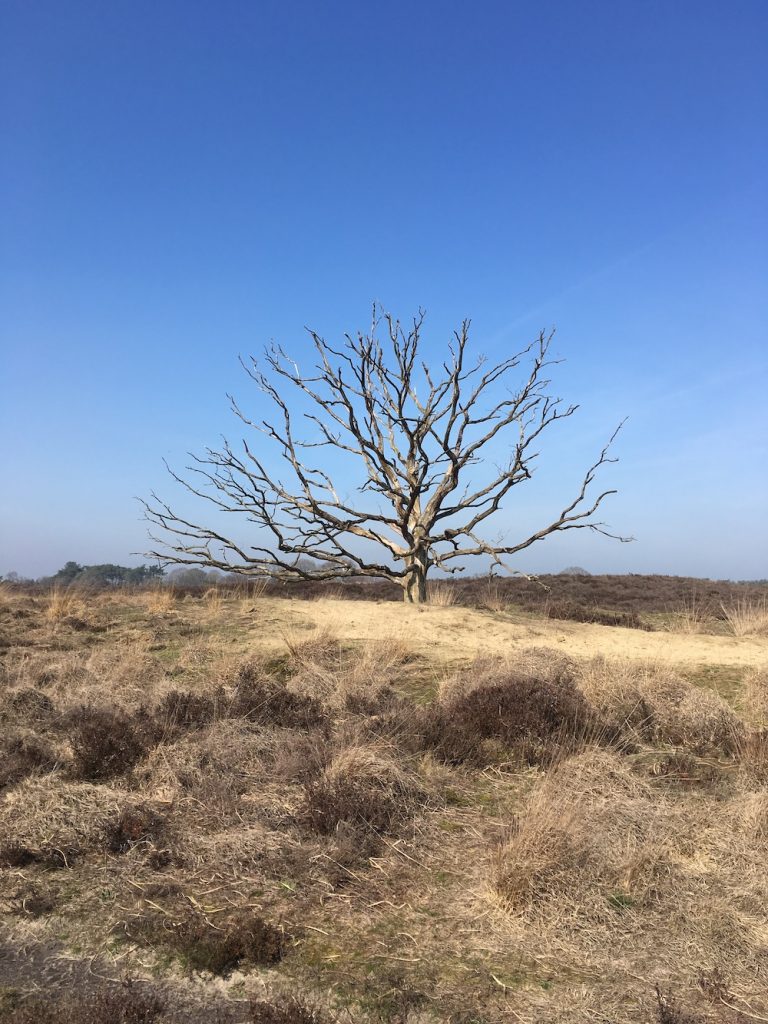 mooiste plekken nederland Oisterwijkse Bossen