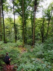 mullerthal bos in luxemburg