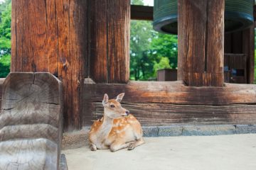 nara japan