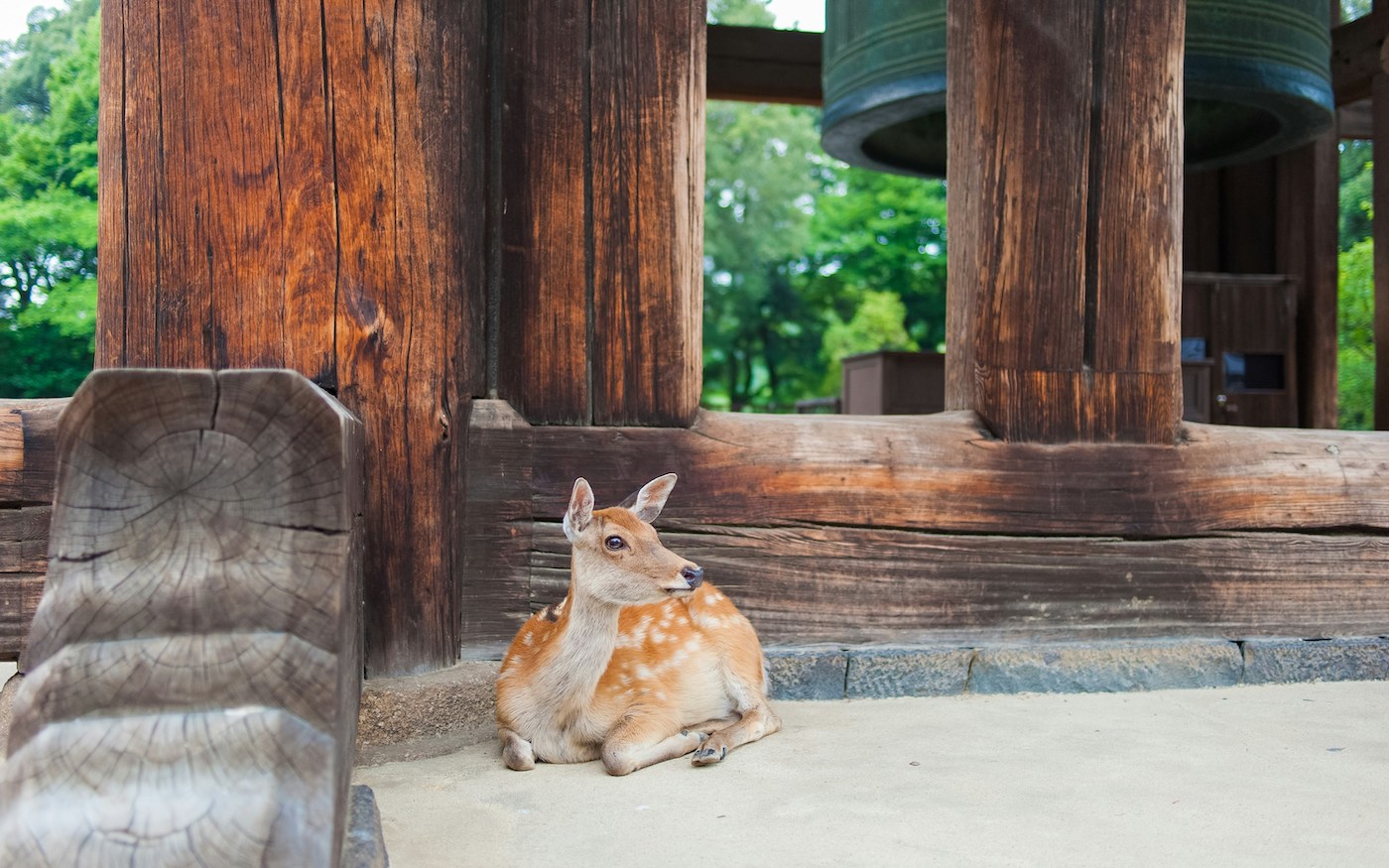 nara japan