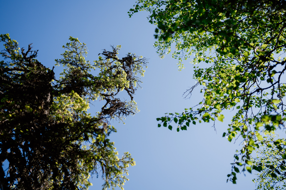 natuur bomen fins lapland zomer